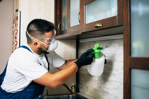 Best Flea Control Services  in Wardsville, MO