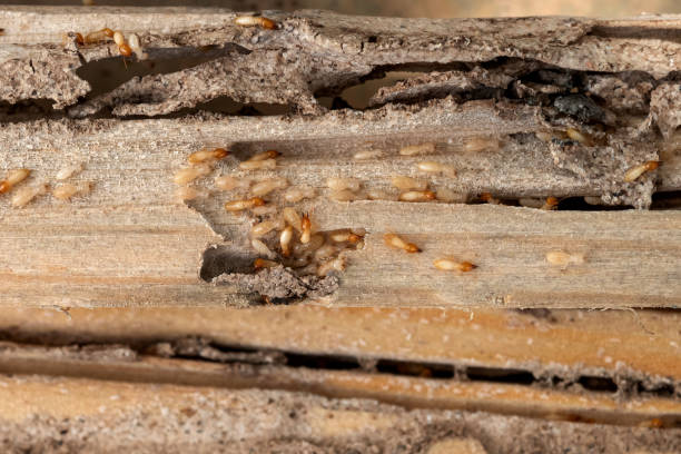 Best Cockroach Control Services  in Wardsville, MO