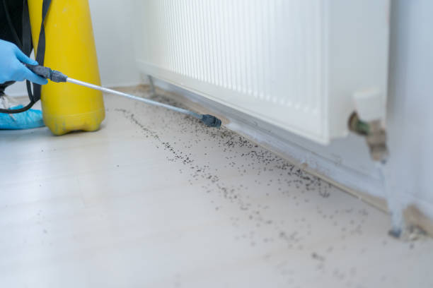 Best Exterminator Services  in Wardsville, MO