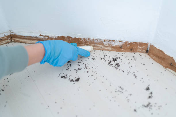 Best Ant Control Services  in Wardsville, MO